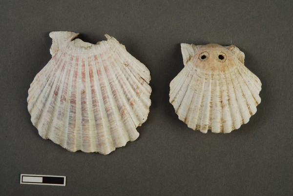Pilgermuscheln aus Soest.